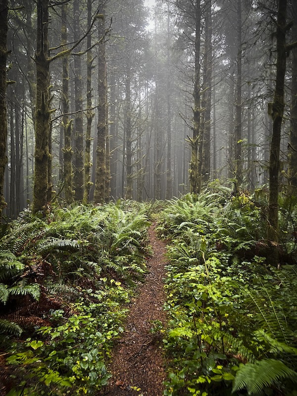 Into the Mist